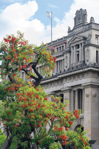 El ceibo (Erythrina falcata) florece en octubre. En la plaza Lavalle.