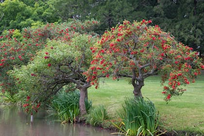 El ceibo evoca la leyenda guaraní de Anahí, que al ser condenada a muerte fue transformada por los dioses en un árbol de flores intensas