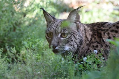 El censo publicado con datos de 2020 estima una población de 1111 linces ibéricos