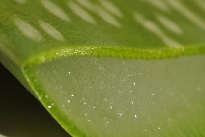 El centro de la hoja de aloe vera está ocupado por células que almacenan gel y actúan como reservorio de agua