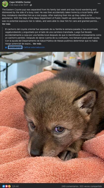 El centro tuvo que ayudar a la familia a manejar la situación con el coyote