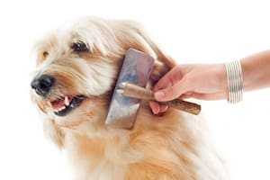Por qué es tan importante cepillarle el pelo a tu mascota