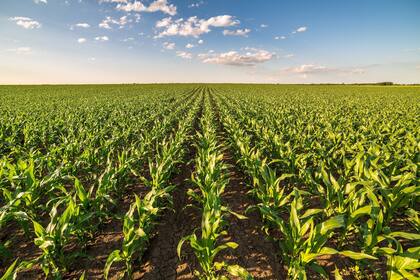 El cultivo es clave en la rotación