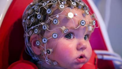 El cerebro humano tiene cinco fases.