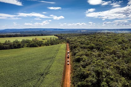 El Cerrado, en el estado de Mato Grosso, Brasil. El 60% de este ecosistema fue destruido. 