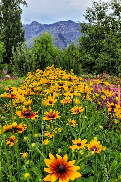 El cerro conocido como "el Piltri" por la gente del lugar hace de fondo al magnífico campo florido.