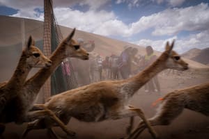 La puna jujeña también tiene su chaku, técnica ancestral de esquila de vicuñas