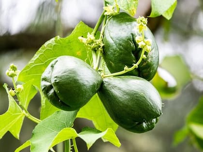 El chayote aporta Vitamina B6