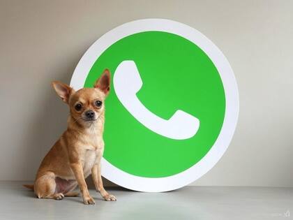 El chihuahua es la raza de perro más chica del mundo