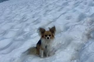 Un chihuahua salvó la vida de su dueño en un glaciar: “El equipo de rescate no me habría encontrado”
