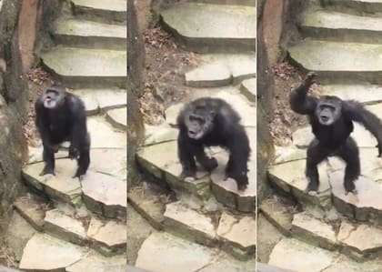 El chimpancé le arrojó excremento a los visitantes del zoológico