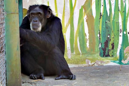 El chimpancé Yony, en el zoológico de Luján