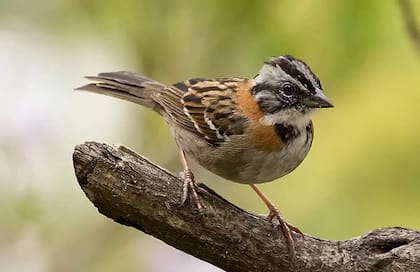 El chingolo es una de las aves autóctonas más comunes del país