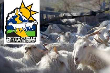 El chivito neuquino se diferencia, entre otras cosas, por la crianza trashumante.