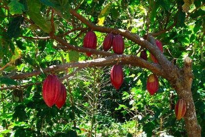 El chocolate comienza su vida en las semillas con forma de pelota de fútbol del árbol Theobroma cacao