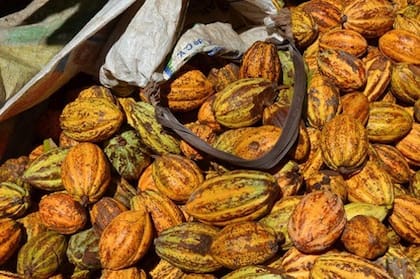 El chocolate tiene su origen en Mesoamérica, donde hace más de 4000 años crecieron los primeros árboles de Theobroma cacao