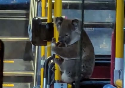 El chofer no dudó en salvar al pobre animalito (Foto: Facebook Koala Rescue Brisbane South Inc.)