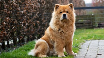 El Chow Chow no es una raza que busque complacer a su dueño de inmediato