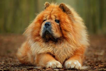 El Chow Chow tiene poca necesidad de ejercicio