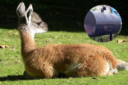 El chulengo, que algunos aseguran es un invento patagónico, debe su nombre a la cría del guanaco