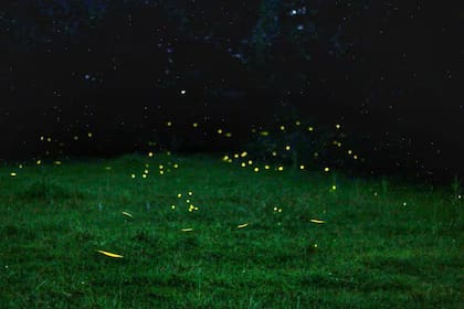 El ciclo biológico de las luciérnagas está en peligro