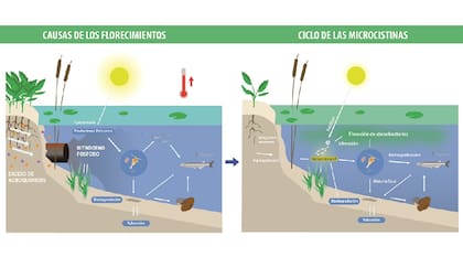 El ciclo de las cianobacterias