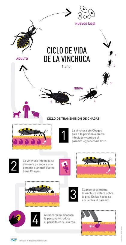 El ciclo de vida de la vinchuca