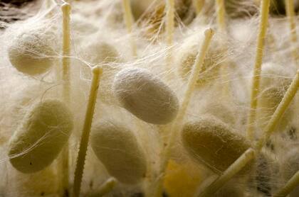 El ciclo de vida del gusano en La Pampa es de 28 días, en los que se alimenta, hace la muda y crece