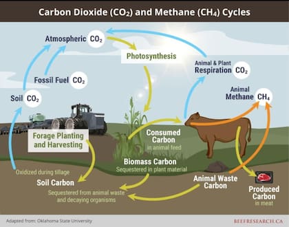 El ciclo del carbono en la producción ganadera