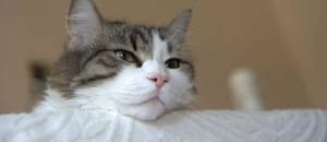 A partir de qué momento se considera que un gato es viejo