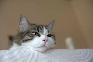 A partir de qué momento se considera que un gato es viejo