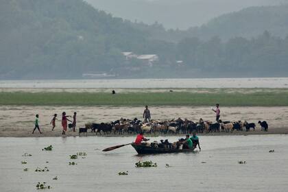 Los lugareños llevan a sus cabras en un bote a lugares más seguros después de que el ciclón Fani golpeara el estado costero oriental de Odisha, en el río Brahmaputra en Gauhati, India 