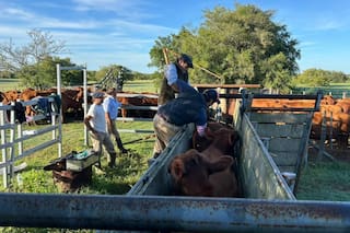 El Senasa implementó un nuevo certificado para productos biológicos veterinarios