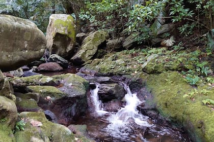 El ciempiés ataca a los camarones de agua dulce en los bosques del archipiélago de Ryukyu