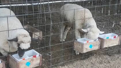 El científico argentino Juan Villalba y sus colegas estudiaron cómo puede beneficiar a las ovejas elegir sus propios alimentos.