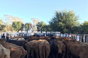 Invernar: una “defensa” para la vaca ante el cepo a la exportación