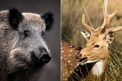 El ciervo axis también representa un grave problema en la zona: “Es un animal que se mete en los verdeos y pasturas y se come toda la comida para la hacienda"