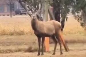 El ciervo colorado fue visto por última vez ayer en el aeropuerto de Córdoba
