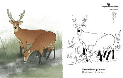 El ciervo de los pantanos