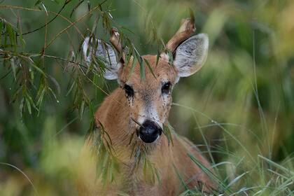 El ciervo de los pantanos convive con pastos, ratones, hormigas, insectos, polinizadores: cuidando su hábitat, se lo cuida a él