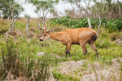 El ciervo de los pantanos es protagonista en los esteros.