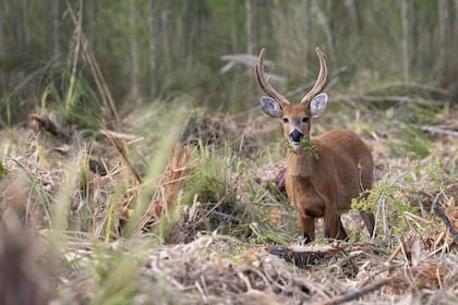El ciervo de los pantanos es una especie en peligro en el Delta del Paraná por la pérdida de su hábitat y por la caza furtiva