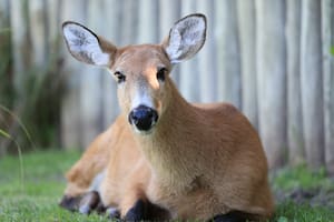 Las seis especies animales amenazadas que habitan en el Delta