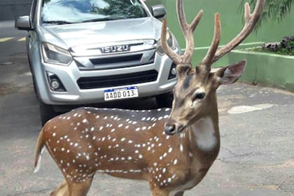 El ciervo exótico le perforó el tórax al oficial