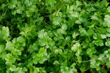 El cilantro es bueno para el organismo debido a sus propiedades beneficiosas