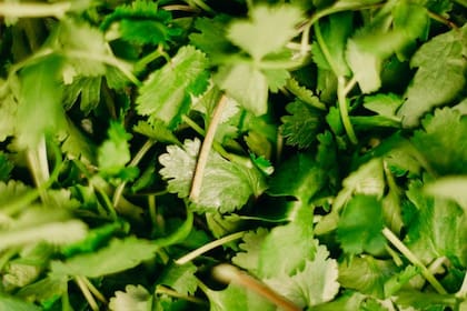 El cilantro es muy utilizado en la gastronomía (Foto Pexels)