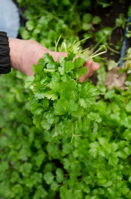 El cilantro es una de las hierbas más utilizadas en cocinas de todo el mundo
