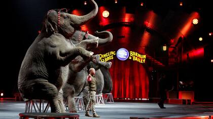 El uso de animales, eje de la polémica que le dio el empujón final al cierre del circo