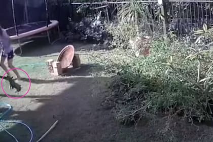 El círculo marca al perrito Jasper todavía atrapado por la pitón alfombra, que es zamarreada por la dueña de la mascota, pero no larga a su presa