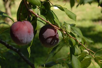 El ciruelo es un árbol generoso y, si no ha sufrido una helada tardía, se carga con fruta.